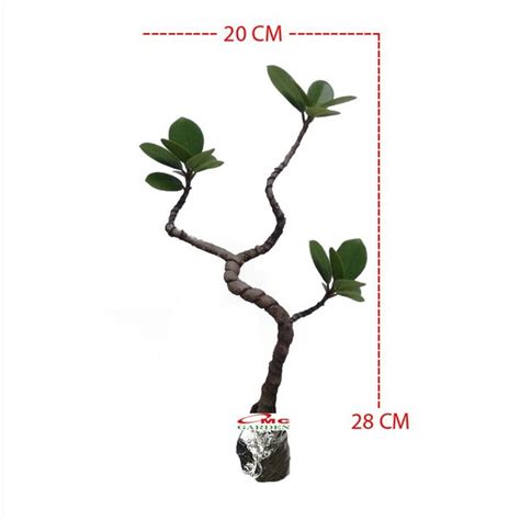 Jual Tanaman Hias Pohon Bonsai Mame Beringin Korea Mini Dolar B Bk