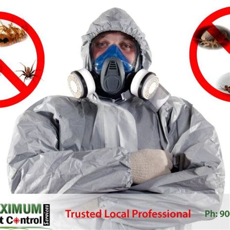 Eradicating Mice Infestations - Maximum Pest Control Services