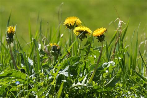 6 Easy Steps To Restore A Lawn Full Of Weeds