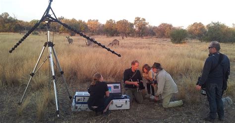 Information content and acoustic structure of male African elephant ...