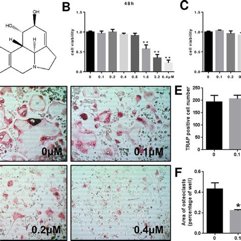 Ly Inhibited Rankl Induced Osteoclastogenesis Without Cytotoxic Effects Download Scientific