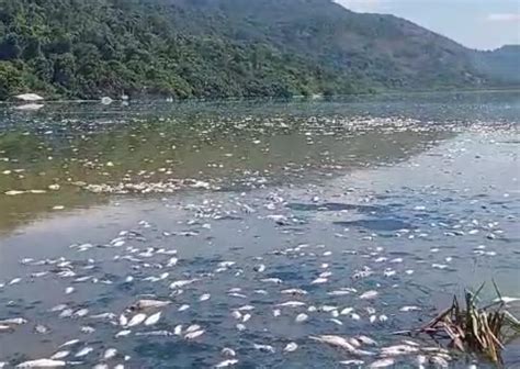 Lagoa De Piratininga Nova Mortandade De Peixe A Seguir Niter I