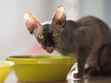 The Sphynx Cat Diet: The Ultimate Guide