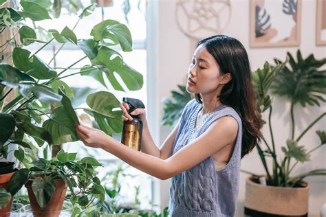 Monstera deliciosa o costilla de Adán así la tienes que cuidar para