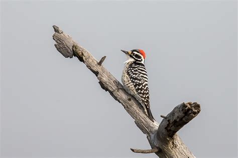 Nuttalls Woodpecker Coyote Hills Regional Park Fremont C Bill Chen Flickr