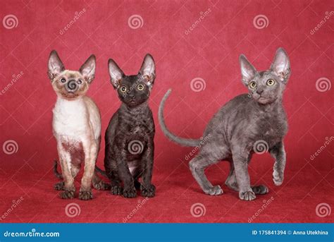 Three Kittens Cornish Rex Cats Are Sitting On A Red Background Stock