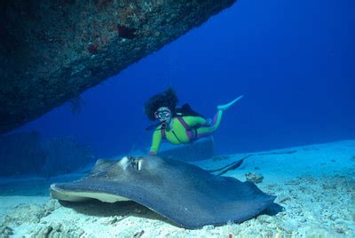 Bimini Diving - Indigo Safaris