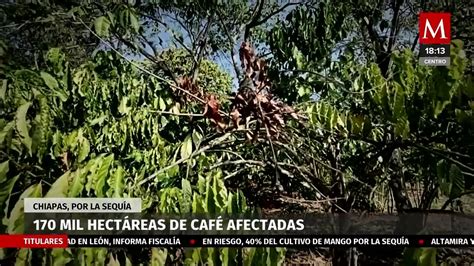 Crisis Cafetalera En Chiapas Por Sequ As Y Lluvias Intensas M S De