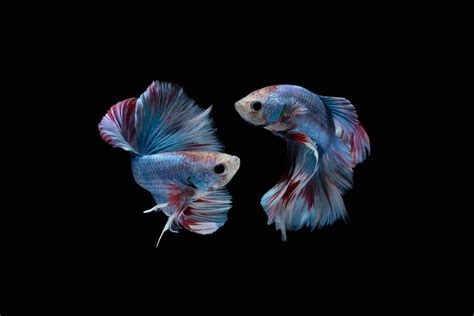 Can Male and Female Betta Fish Live Together in a Tank?