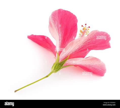 Hardy Hibiscus Hi Res Stock Photography And Images Alamy