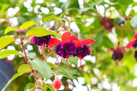 Hybrid Fuchsia Plant Grow And Care Tips A Complete Guide Growingvale