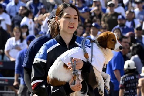 的外れMLBが大谷翔平の妻真美子さん軽視 米メディアがMVP表彰報道に異論マミコを評価する機会を逃した