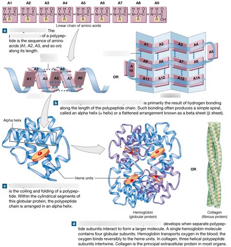 Protein Structure Diagram Quizlet