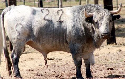 Entre Y Conozca Los Toros De Piedras Negras Y De Haro Para Apizaco Con