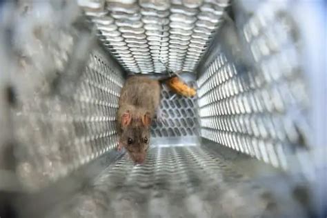 How to Prevent a Rat Infestation - pestwhisperer.com