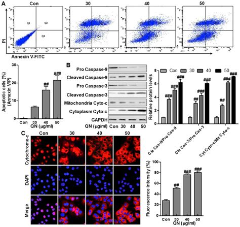 Quercetin Nanoparticles Display Antitumor Activity Via Proliferation