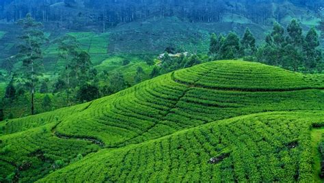 Premium Photo Tea Estate In Sri Lanka