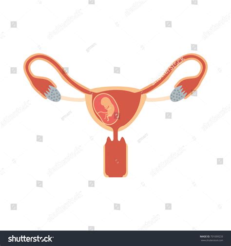 Color Silhouette Female Reproductive System Ovaries 스톡 벡터 로열티 프리