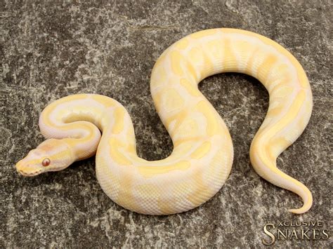 Lavender Albino Ball Pythons Ball Python Breeder Xclusive Snakes