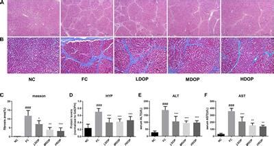 Frontiers Dendrobium Officinale Polysaccharide Protected Ccl Induced