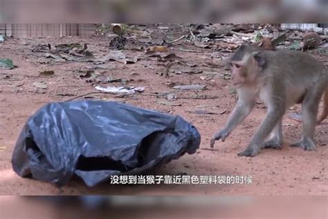 发现黑色塑料袋在动，小心翼翼的上前查看，结果意外发生了！塑料袋结果黑色