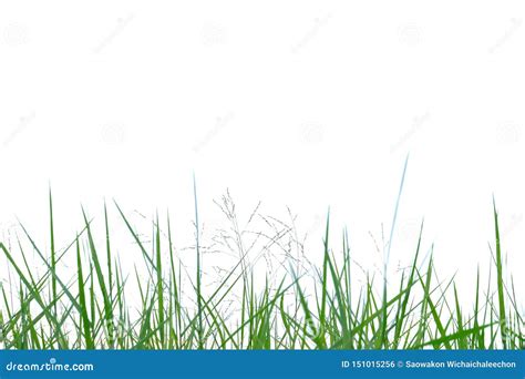 Wild Grass Leaves With Wind Blowing On White Isolated Background Stock