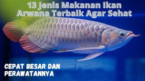 Jenis Makanan Ikan Arwana Terbaik Agar Sehat Cepat Besar Dan Juga