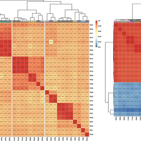 Average Nucleotide Identity Ani In Sequenced Samples Heatmaps