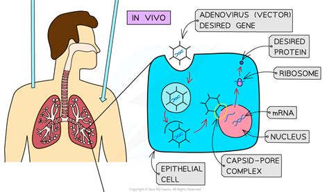 Gene Therapy Ocr A Level Biology Revision Notes 2017