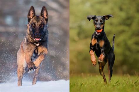 Belgian Malinois Vs Doberman: What's The Difference? • helloBARK!