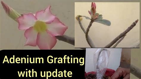 Adenium Grafting Technique Free Style How To Graft Adenium With Successful Results Youtube