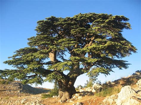 Cedro Significado Espiritual Y Cedro Del Líbano Propiedades Mágicas