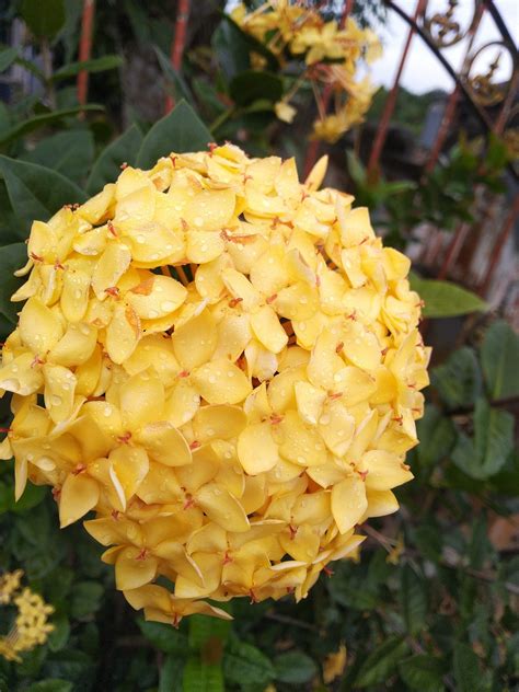 Yellow Soka Flower Free Photo On Pixabay Pixabay