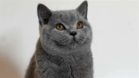 Leggende e curiosità sul British Shorthair il gatto orsacchiotto La