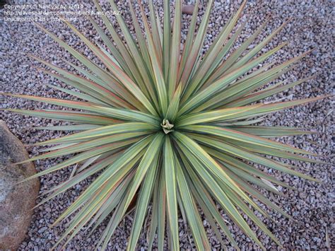 Plantfiles Pictures Yucca Curve Leaf Yucca Pendulous Yucca Weeping