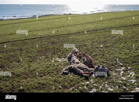 Dead Sheep Hi Res Stock Photography And Images Alamy