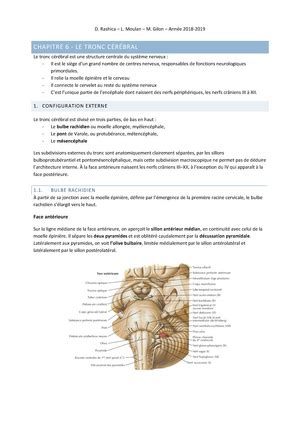 Chapitre Cours Complet De Bac M Decine Anatomie Iii