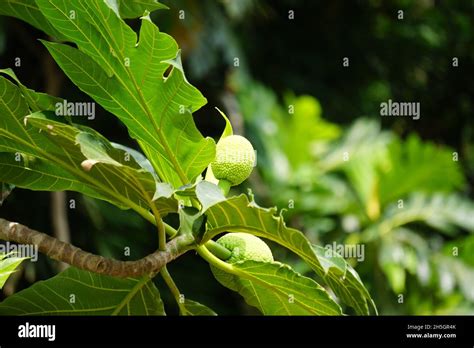 Fruta Del Pan En Un árbol Fotografías E Imágenes De Alta Resolución Alamy