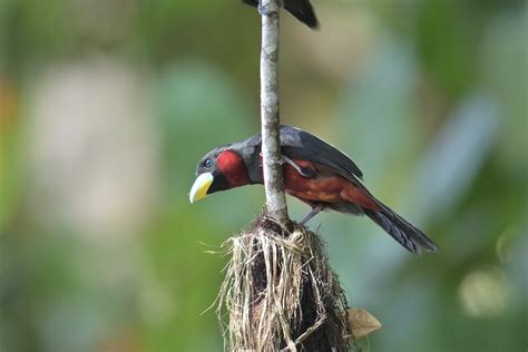 Black And Red Broadbill Cymbirhynchus Macrorhynchos Flickr