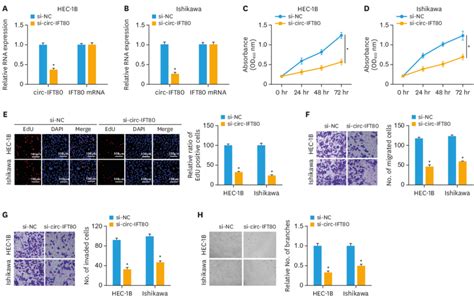 Effect Of Circ Ift Silence On Eca Cells A B After Transfecting