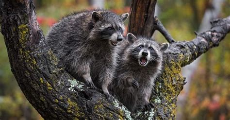 Raccoon Lifespan How Long Do Raccoons Live Imp World