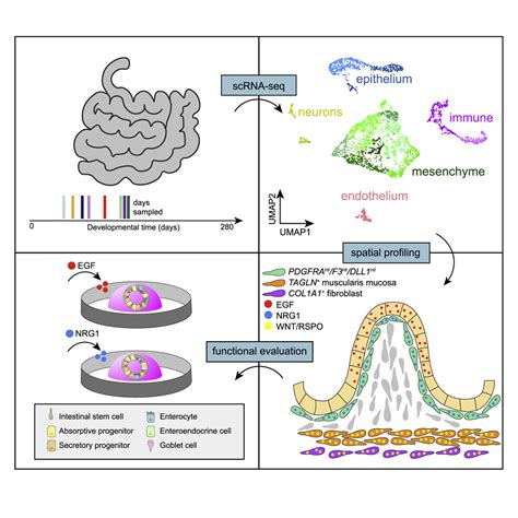 Mapping Development Of The Human Intestinal Niche At Single Cell