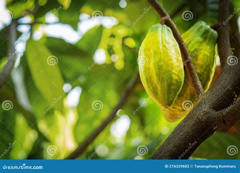 Cacaoyer Avec Gousses De Cacao Dans Une Ferme Biologique Photo Stock Image Du Agriculture