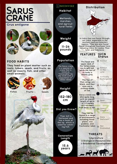 Infographics of Sarus Crane | Greenverz