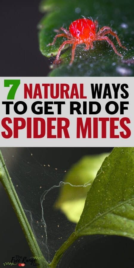 How to Get Rid of Spider Mites on Your Plants, Naturally!