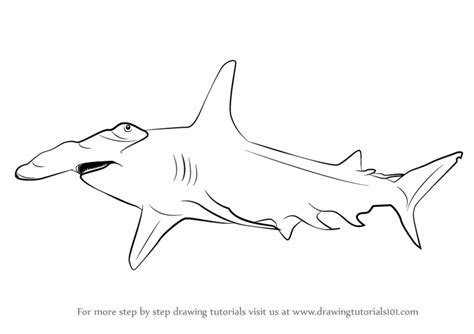 Great Hammerhead Shark Drawing At Paintingvalley Explore