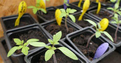 Tomaten vorziehen Profi Tricks für eine reiche Ernte