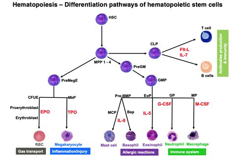 The Individual Cells Of Hematopoiesis Hematology