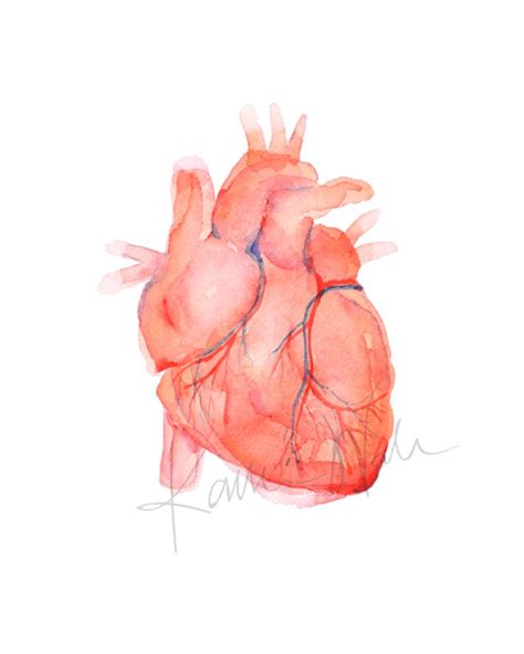 Anatomical Heart Watercolor Print | Watercolor art prints, Art prints ...