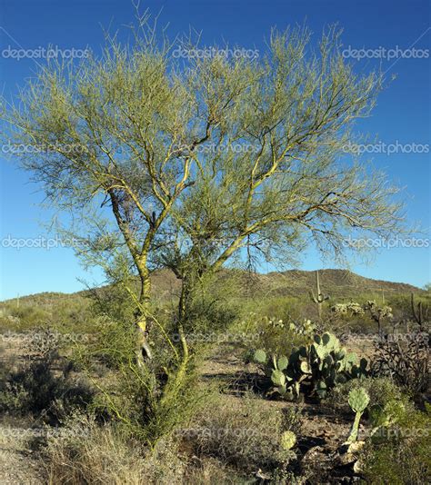 Árbol De Palo Verde Fotografía De Stock © Chloe7992 42549169